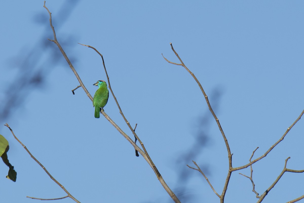 Blue-throated Barbet - ML627987132