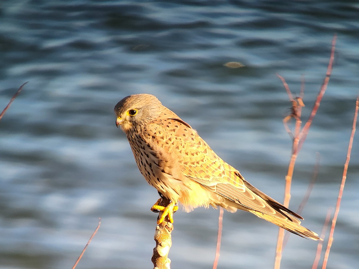 Eurasian Kestrel - ML627987175