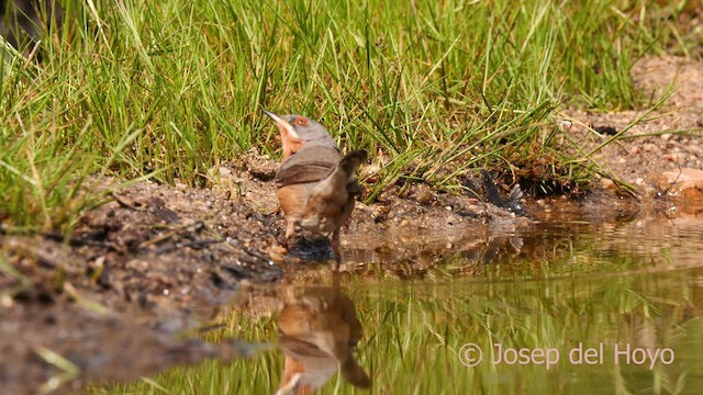 Western Subalpine Warbler - ML627987192