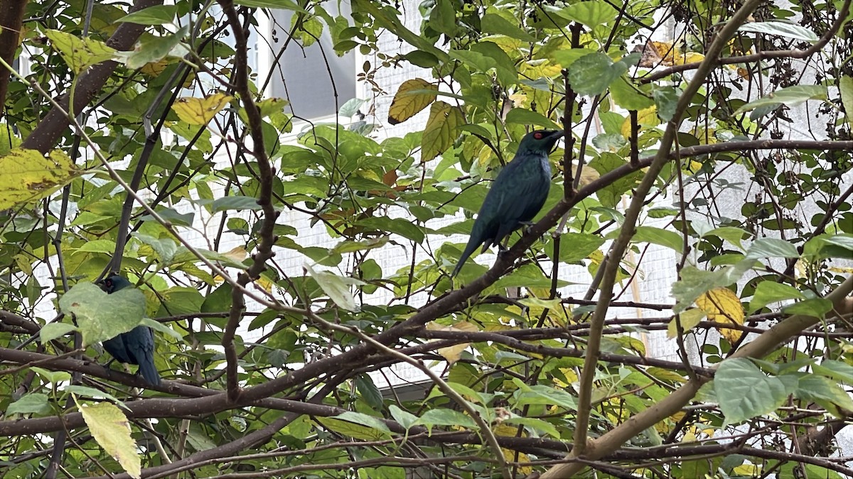 Asian Glossy Starling - ML627987242