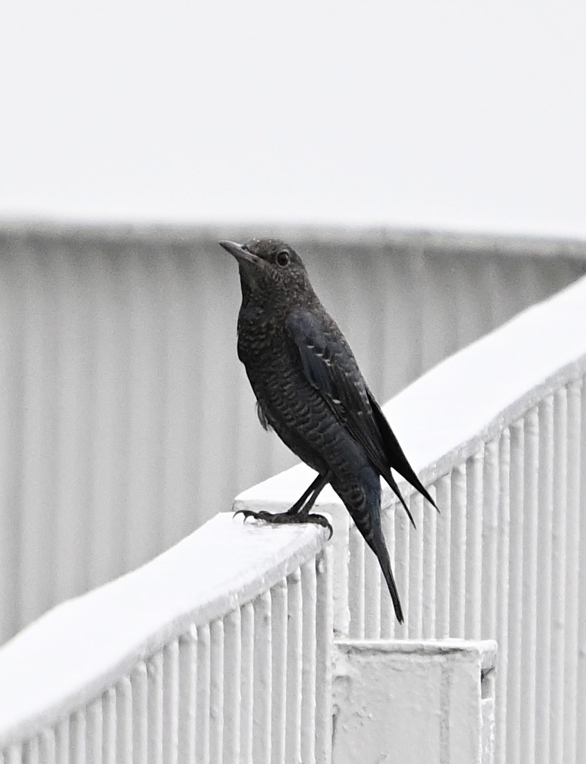 Blue Rock-Thrush - ML627987317