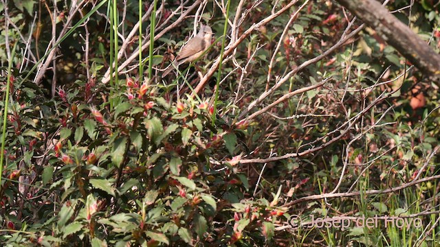 Western Subalpine Warbler - ML627987347