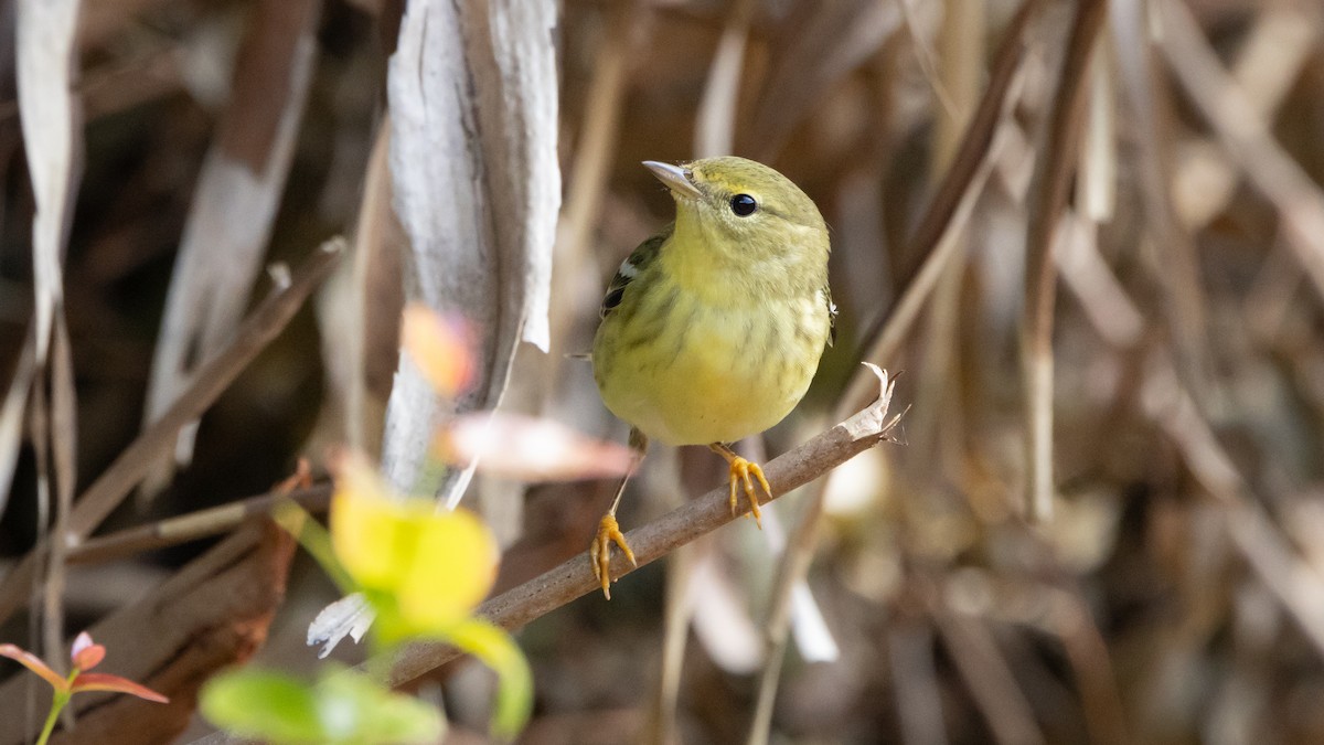 Blackpoll Warbler - ML627987383