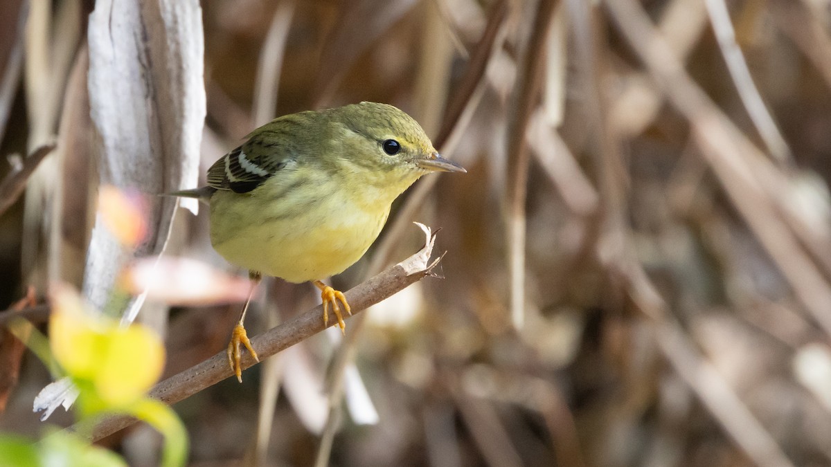 Blackpoll Warbler - ML627987386