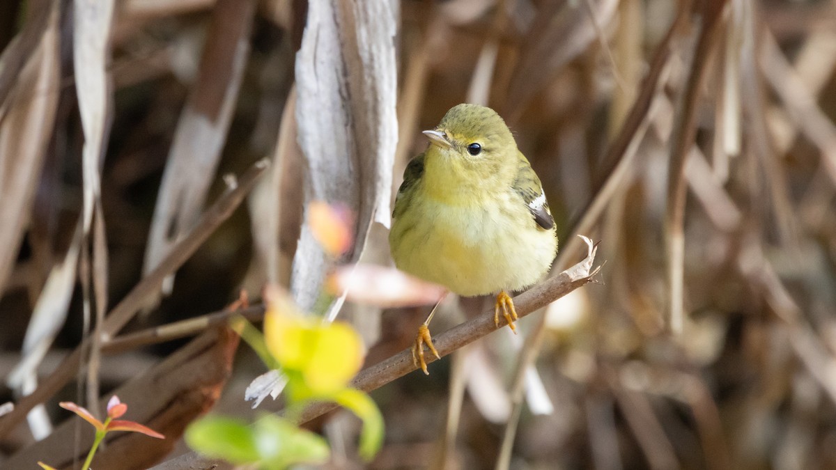 Blackpoll Warbler - ML627987387