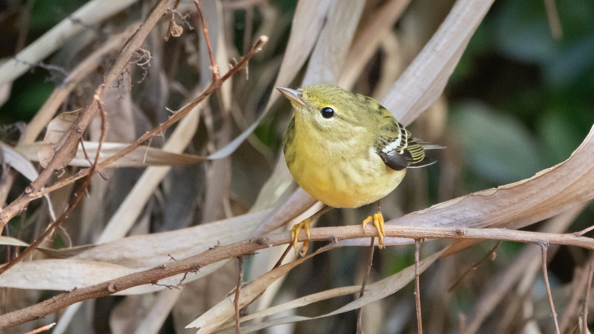 Blackpoll Warbler - ML627987391