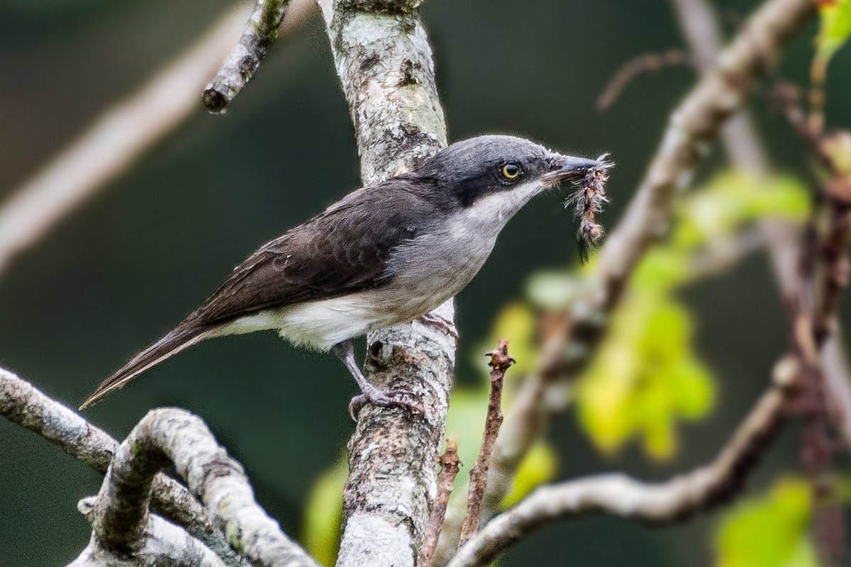 Malabar Woodshrike - ML627987405