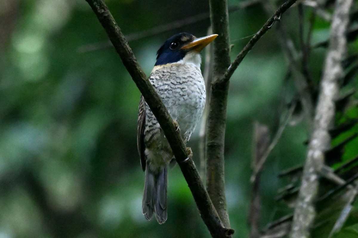 Scaly-breasted Kingfisher - ML627987501