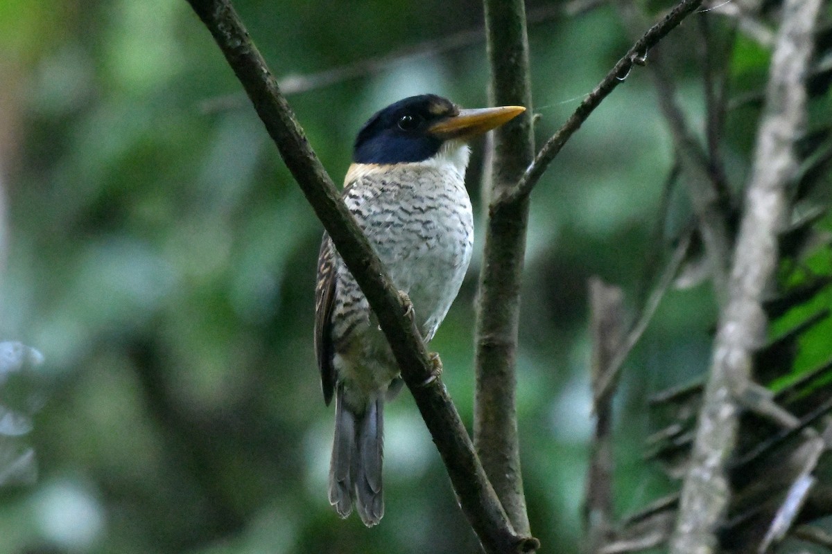 Scaly-breasted Kingfisher - ML627987502