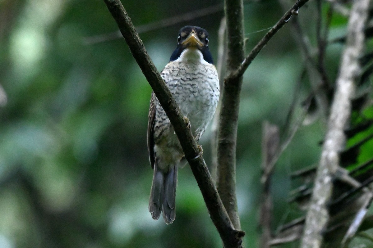 Scaly-breasted Kingfisher - ML627987503