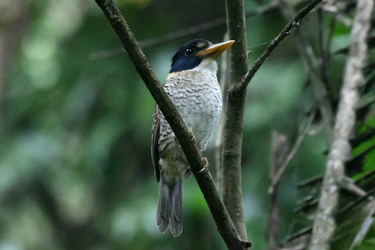 Scaly-breasted Kingfisher - ML627987508