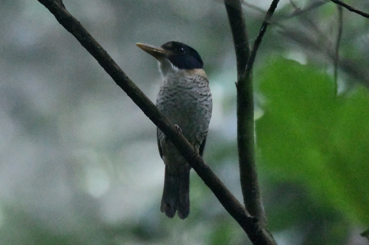 Scaly-breasted Kingfisher - ML627987509