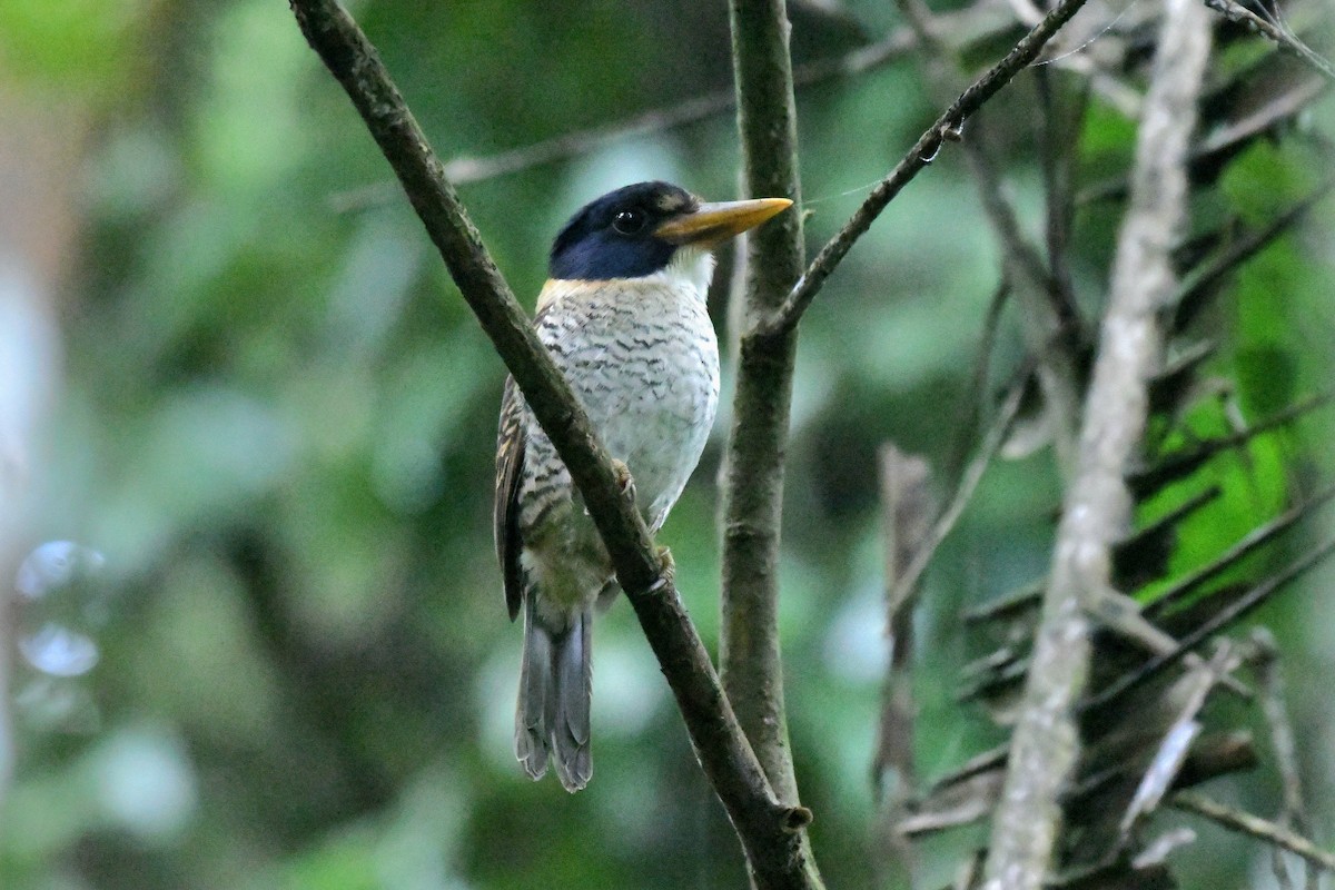 Scaly-breasted Kingfisher - ML627987510