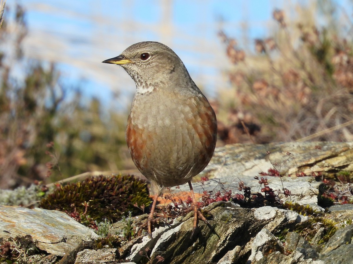 Alpine Accentor - ML627987593