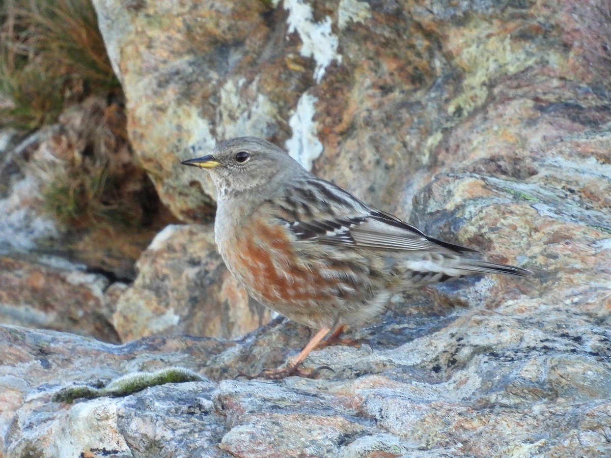 Alpine Accentor - ML627987594