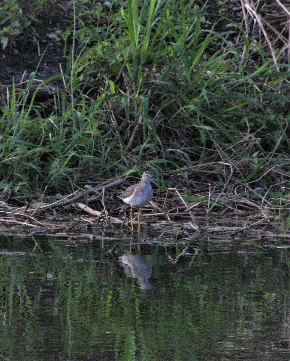 Andarríos Solitario - ML627987665