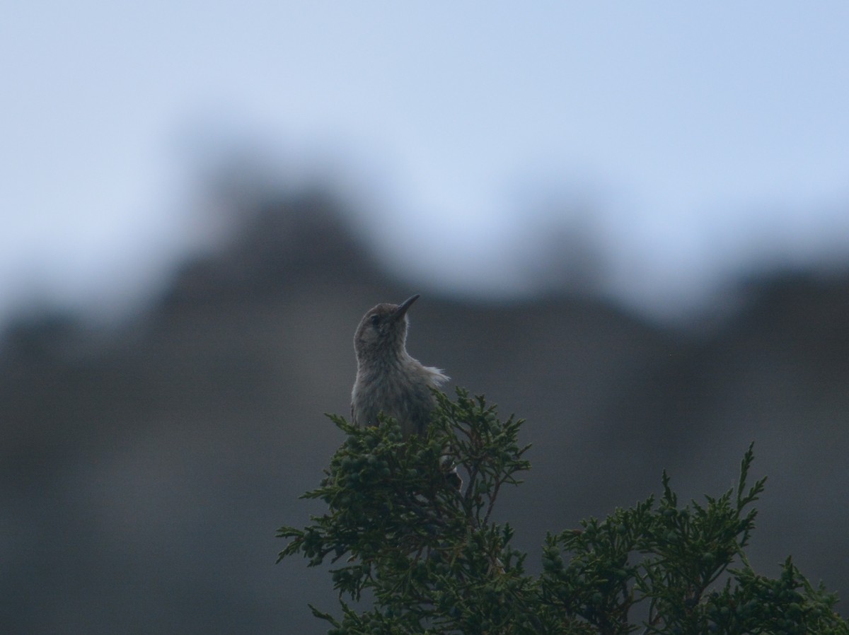 Rock Wren - Rich Hanlon