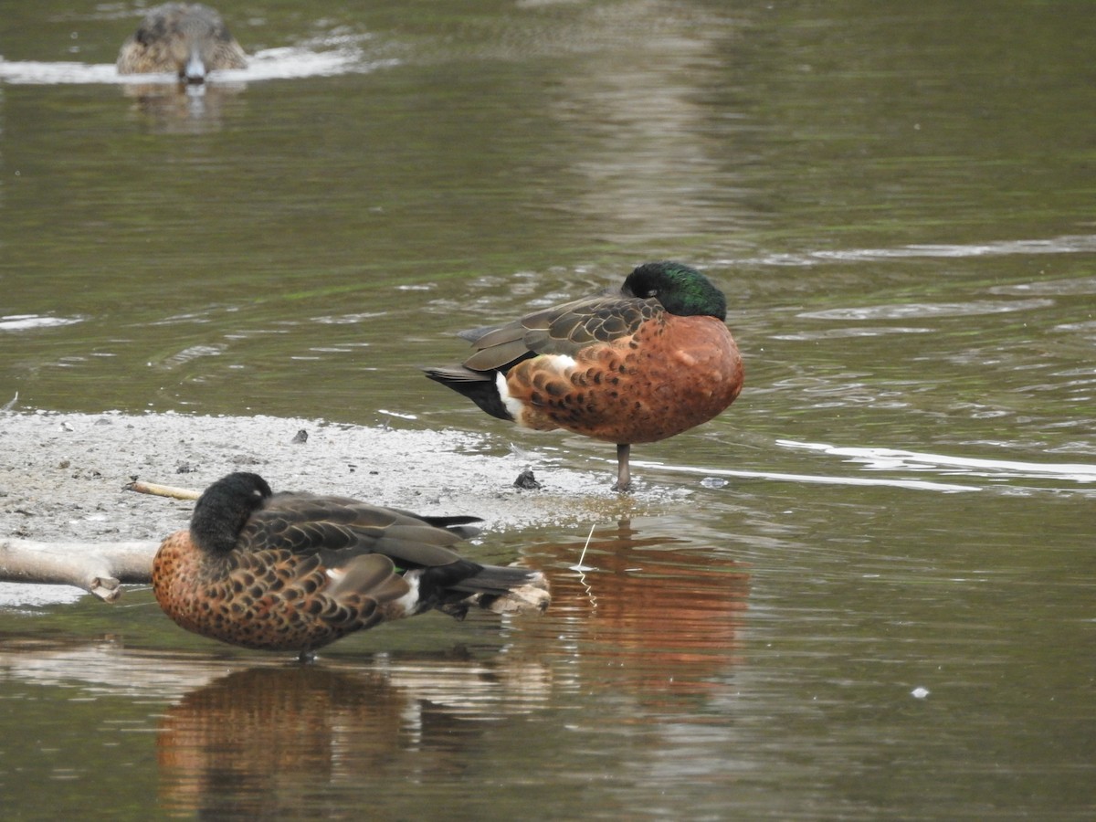 Chestnut Teal - ML627987795