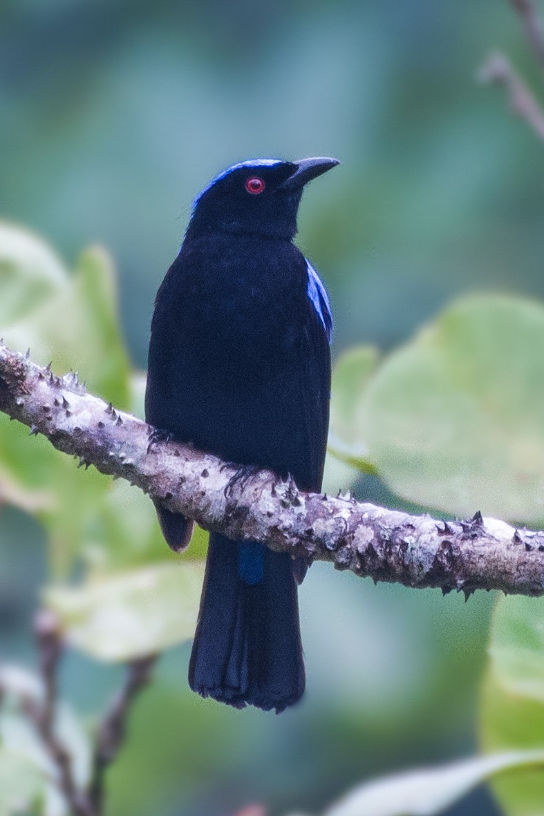 Asian Fairy-bluebird - ML627987859