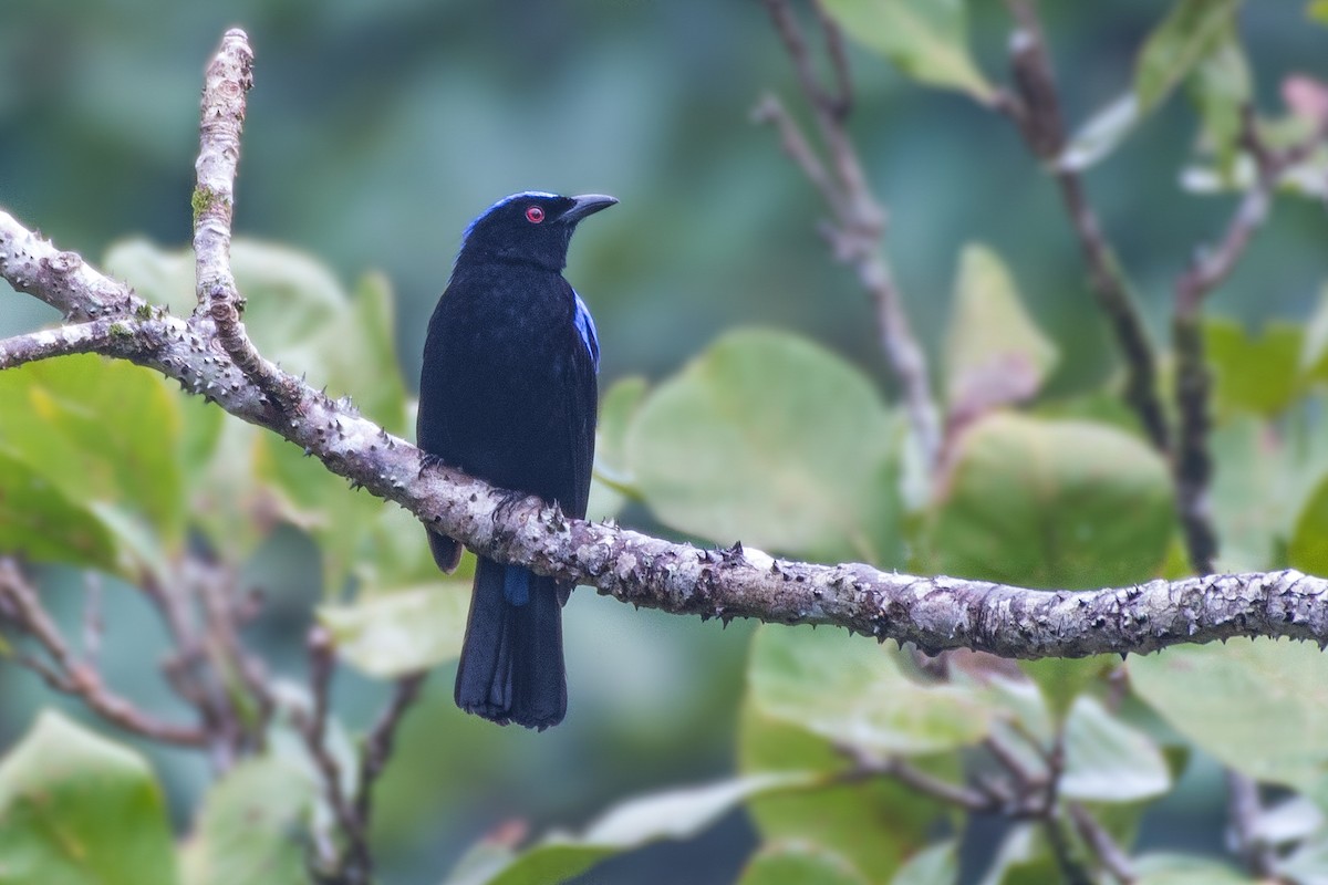 Asian Fairy-bluebird - ML627987864