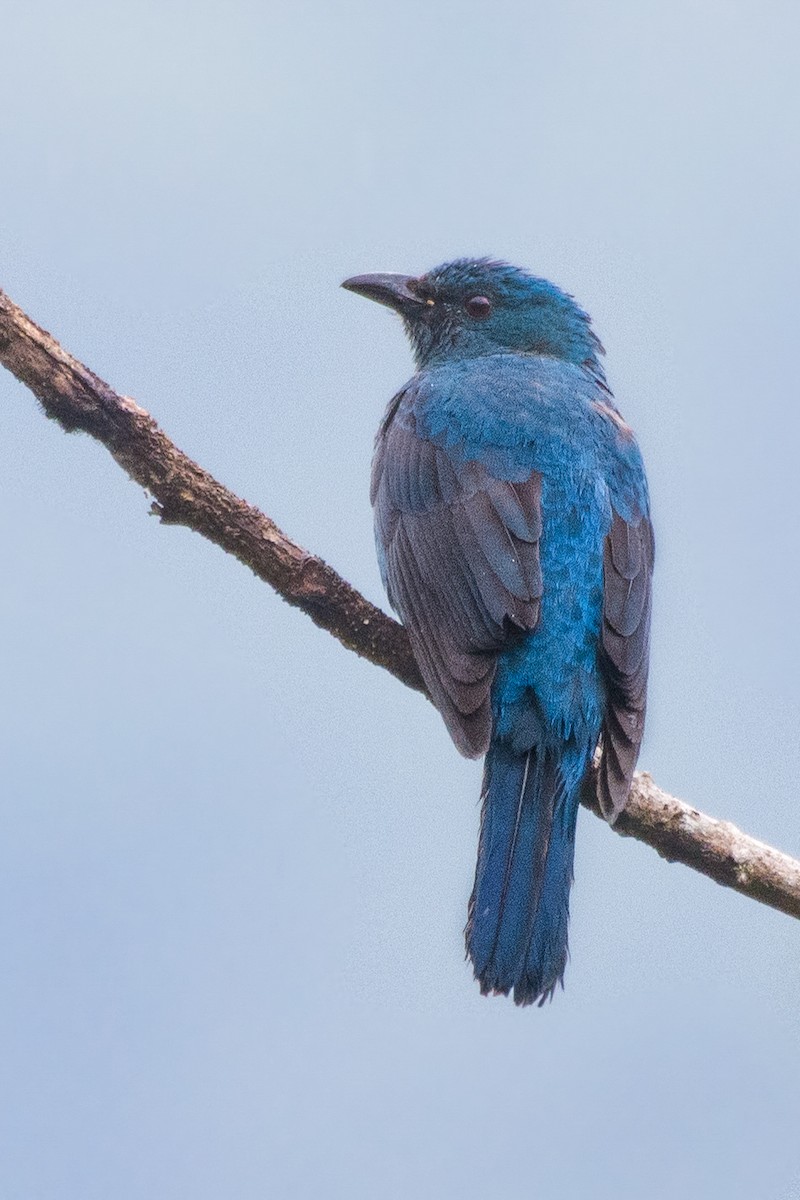 Asian Fairy-bluebird - ML627987880