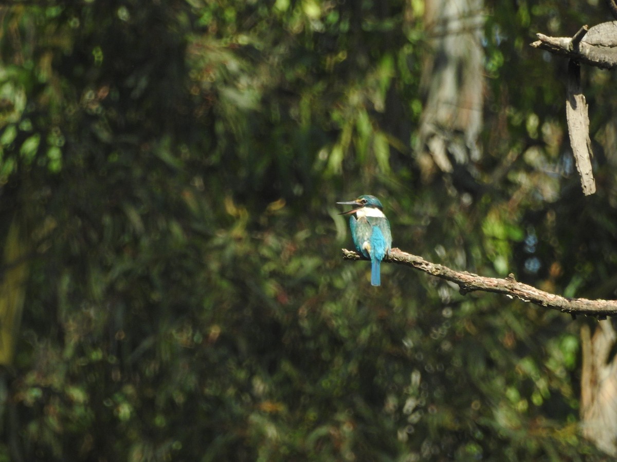 Sacred Kingfisher - ML627987887