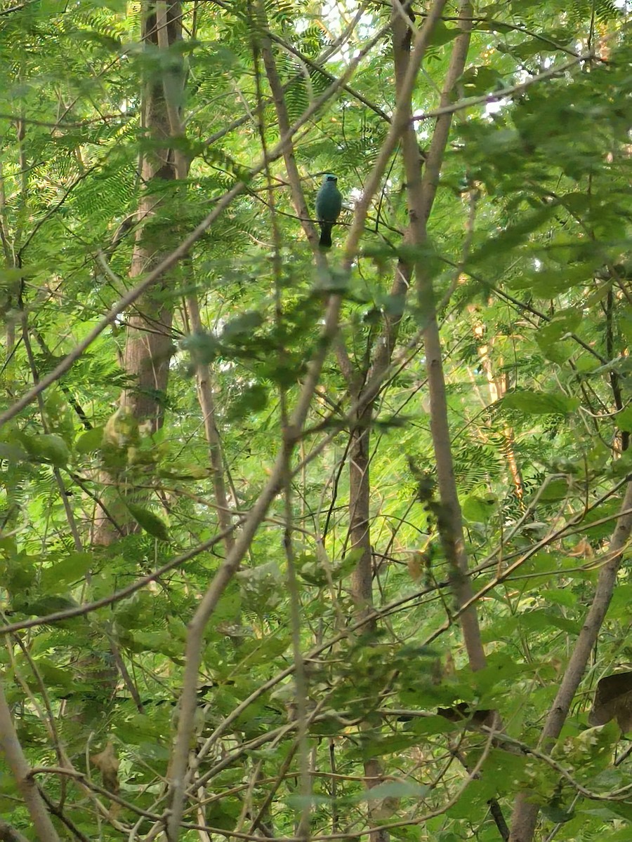 Verditer Flycatcher - ML627987934