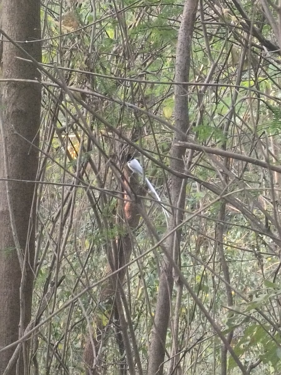 Indian Paradise-Flycatcher - ML627987941