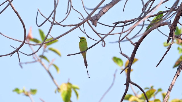 African Green Bee-eater - ML627987986