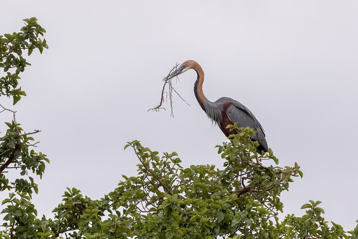 Goliath Heron - ML627988072