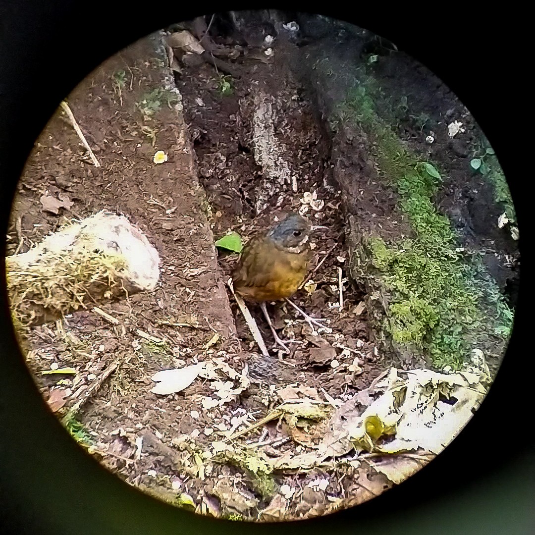 Moustached Antpitta - ML627988131