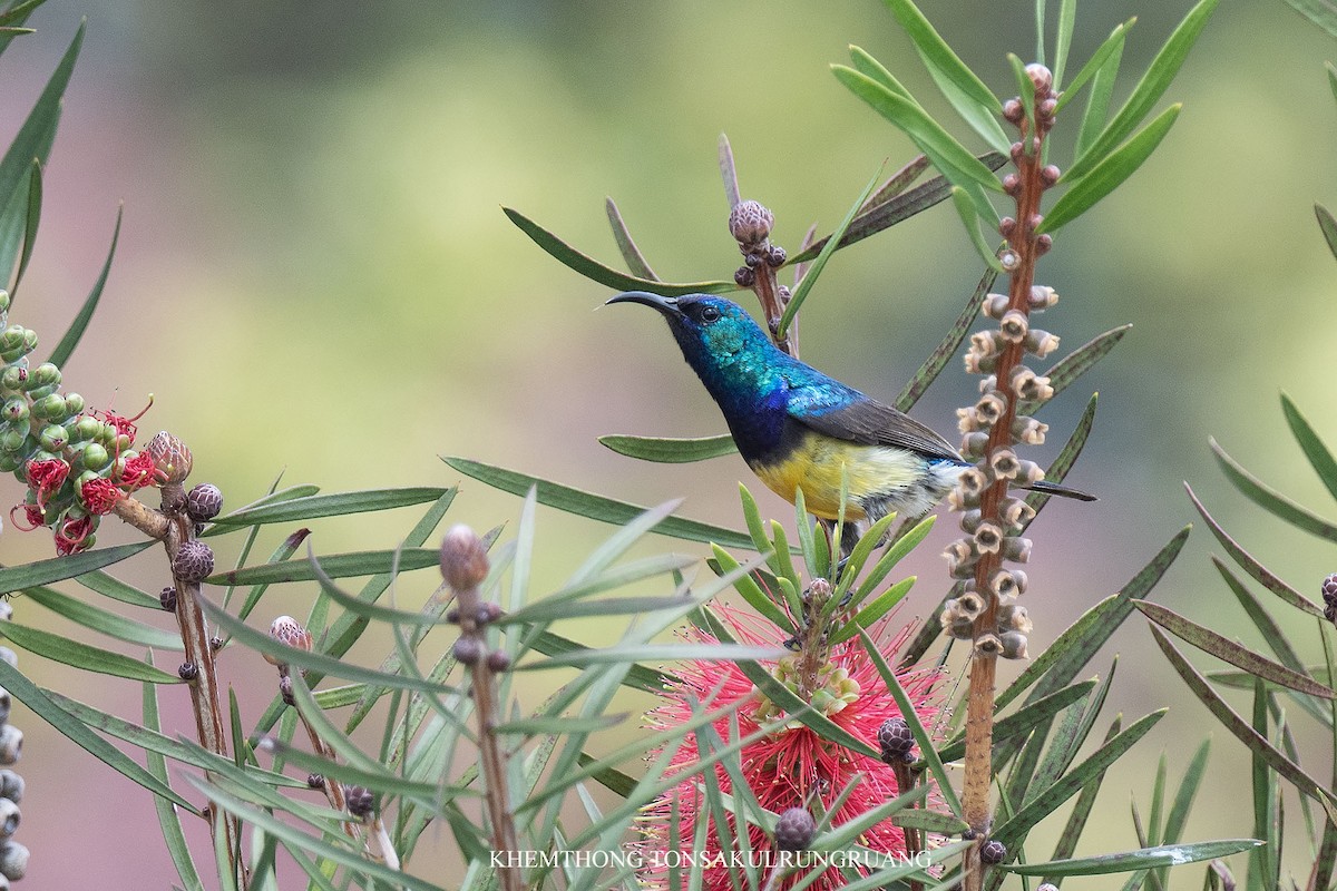 Variable Sunbird - ML627988251