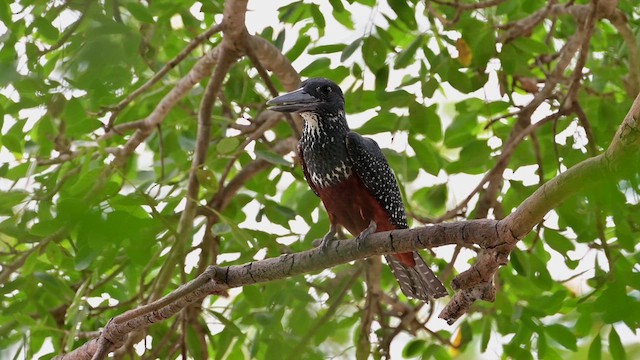 Giant Kingfisher - ML627988254