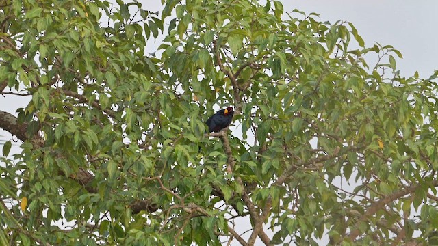 Violet Turaco - ML627988255