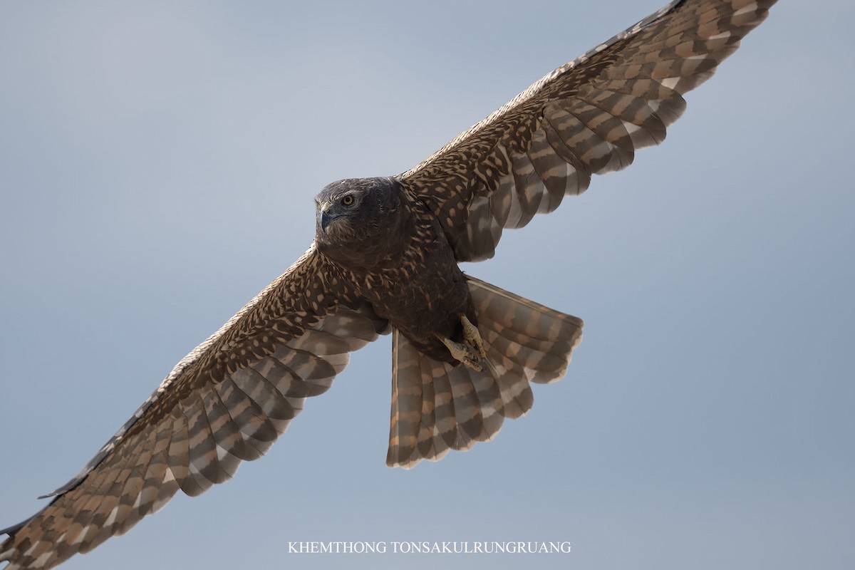 African Marsh Harrier - ML627988305