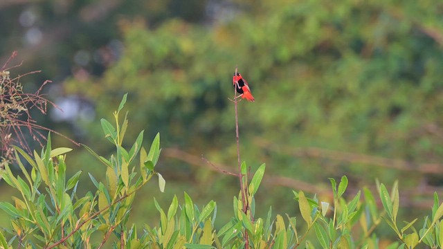 Northern Red Bishop - ML627988366
