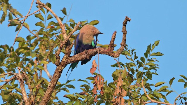 Blue-bellied Roller - ML627988368