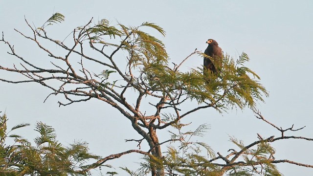 African Harrier-Hawk - ML627988376