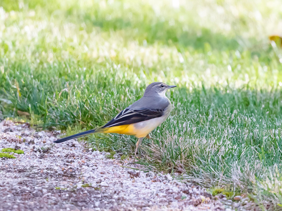 Gray Wagtail - ML627988414