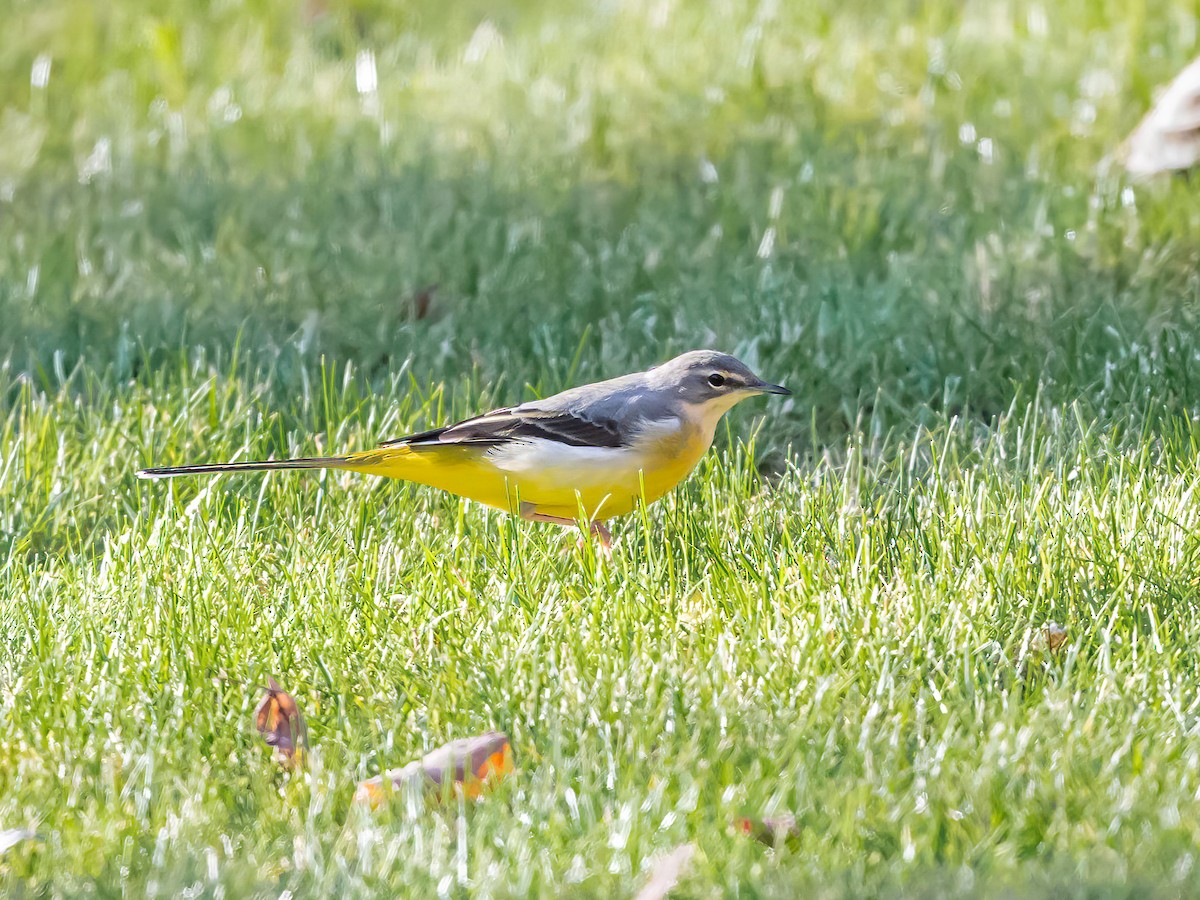 Gray Wagtail - ML627988430