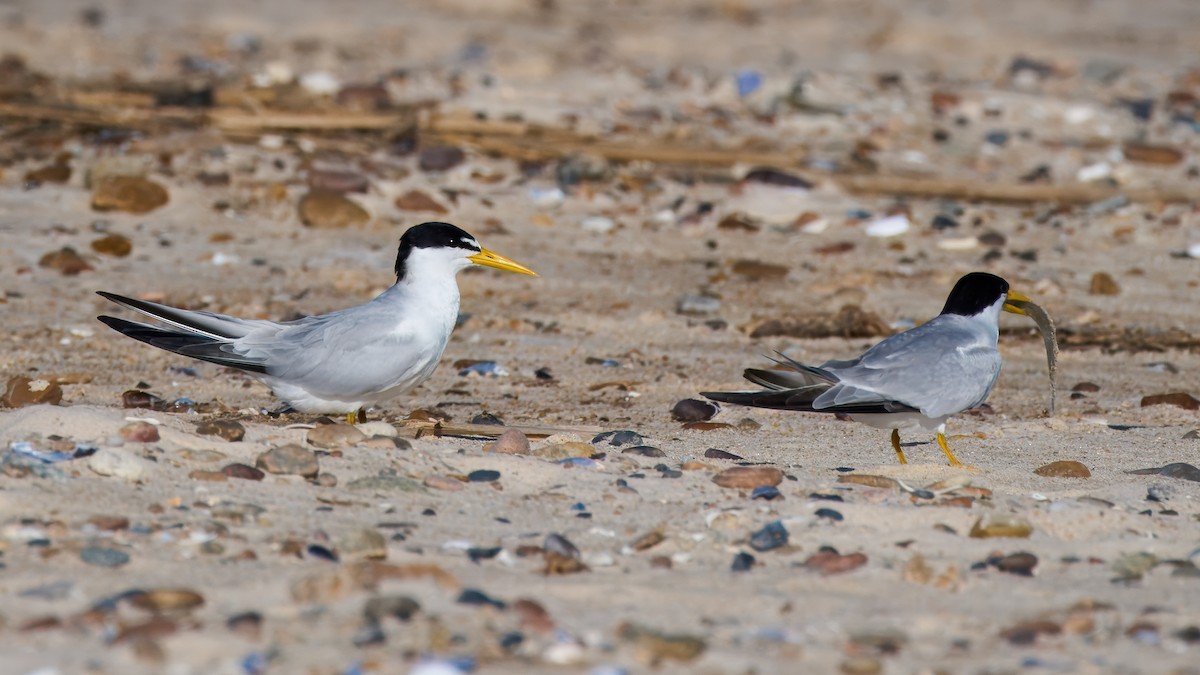 Yellow-billed Tern - ML627988433