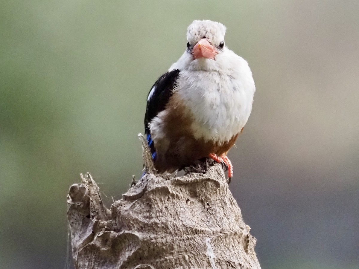 Gray-headed Kingfisher - ML627988464