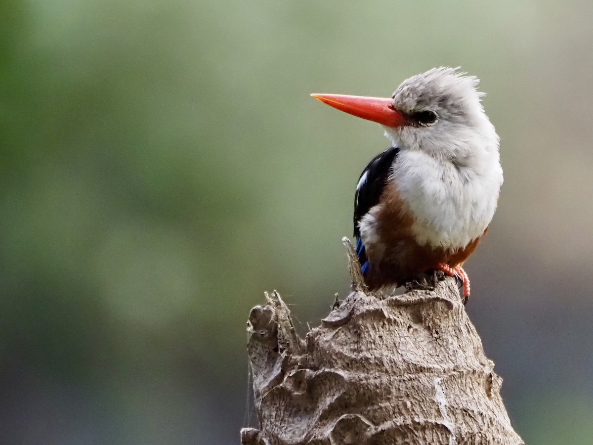 Gray-headed Kingfisher - ML627988465