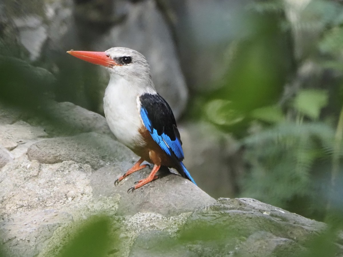 Gray-headed Kingfisher - ML627988466