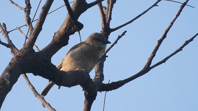 Yellow-throated Sparrow - ML627988506