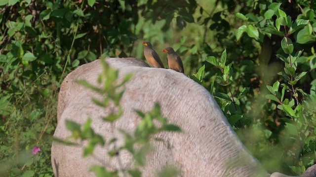 Yellow-billed Oxpecker - ML627988603