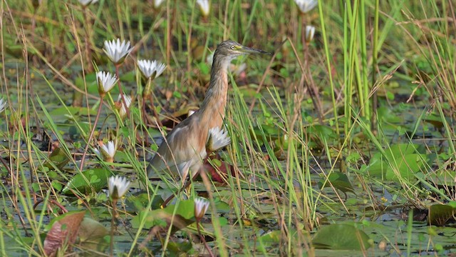 Squacco Heron - ML627988607
