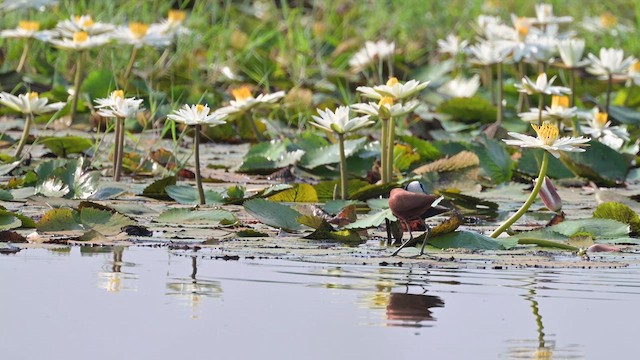 African Jacana - ML627988608