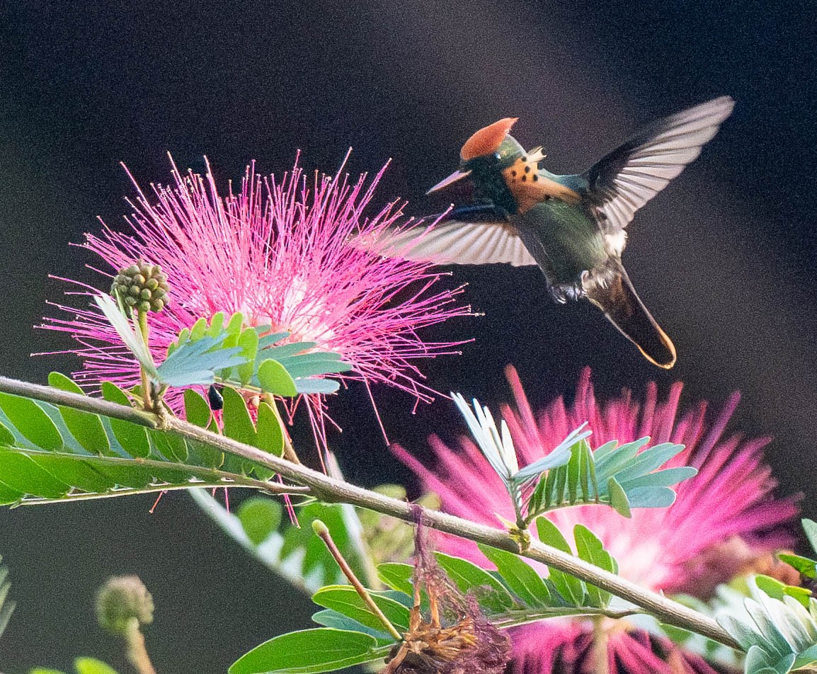 Tufted Coquette - ML627988618