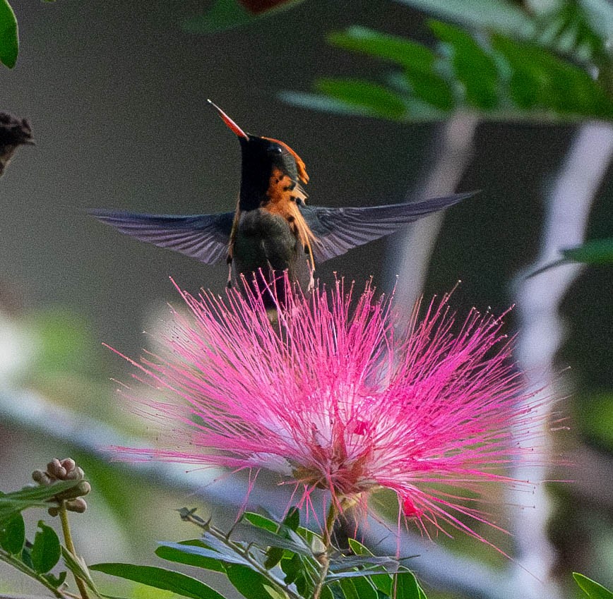 Tufted Coquette - ML627988619